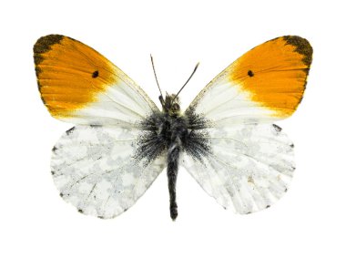 Anthocharis cardamines