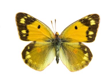Arethusana arethusa