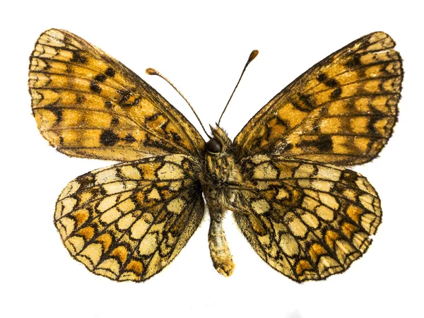 Argynnis adidas — стоковое фото