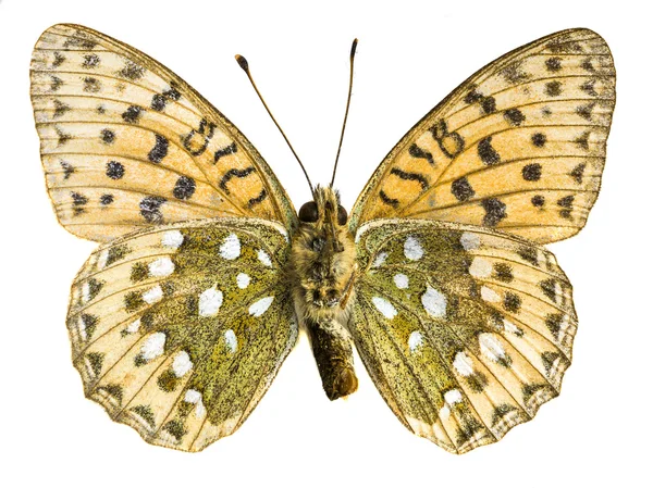 Argynnis paphia — Stockfoto