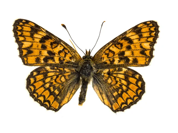 Argynnis adippe — Stok fotoğraf