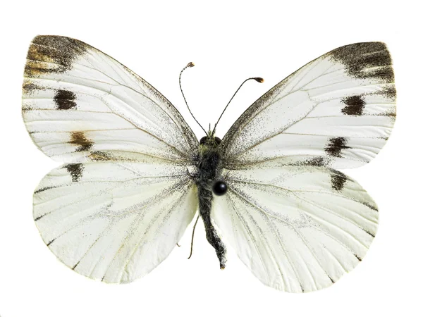 Pieris napi — Stockfoto