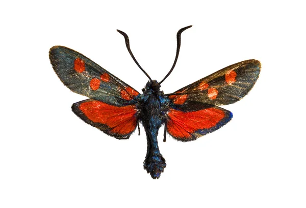 Zygaena nevadensis — Stok fotoğraf