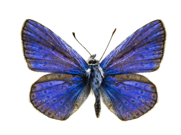 Polyommatus eros — Stok fotoğraf