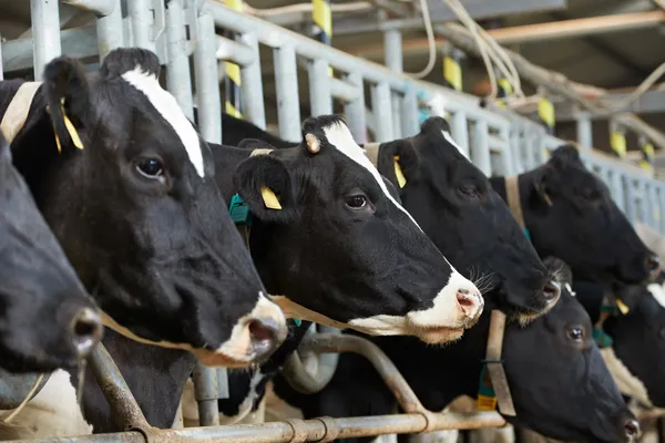 Cows herd during milking at farm — Stock Image Cows herd during milking at farm Royalty Free Stock Photos