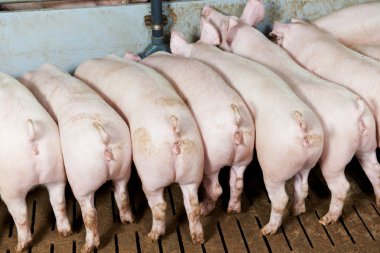 genç grup piglet beslenme kalça