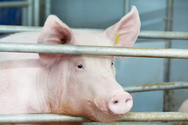 Jungschwein im Stall — Stockfoto