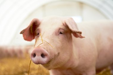Genç piglet domuz çiftliğinde saman üzerinde