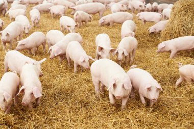 Genç piglet domuz çiftliğinde saman üzerinde