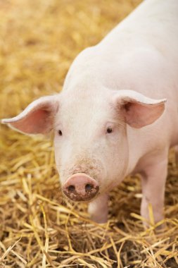 Genç piglet domuz çiftliğinde saman üzerinde