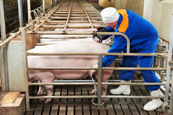 Diagnóstico por ultrasonido de cerdo — Foto de Stock