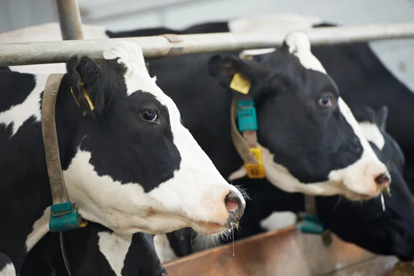 Rebanho de vacas durante a ordenha na exploração — Fotografia de Stock