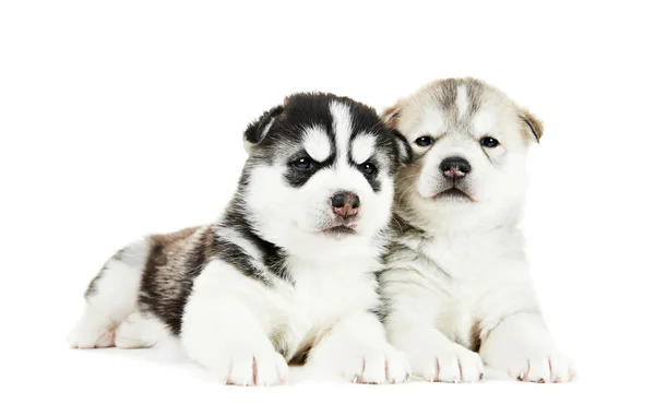 Dois filhote de cachorro husky siberiano isolado — Fotografia de Stock