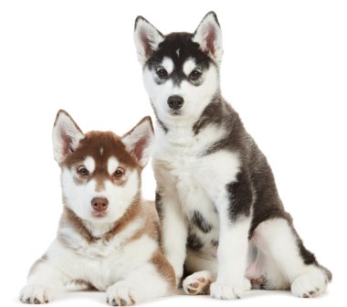 izole iki Sibirya husky yavrusu