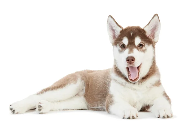 Un cachorro husky siberiano aislado —  Fotos de Stock