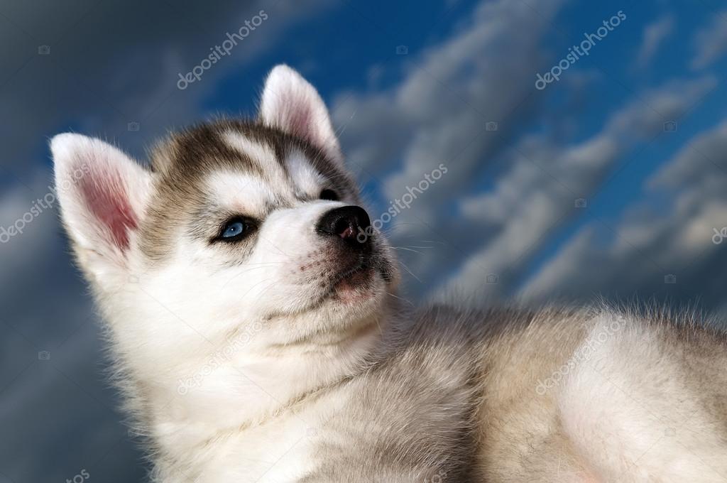 Siberian husky dog puppy — Stock Photo © kalinovsky #18919219