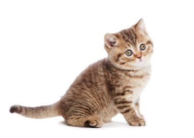 Britanya ile ilgili stenografi kedi kedi izole