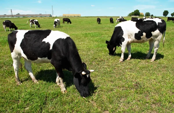 Biały czarny milch krowy na pastwisko trawa zielony — Zdjęcie stockowe