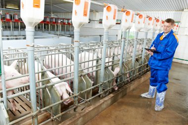 veteriner Doktor bir domuz Çiftliğinde domuzları incelenmesi