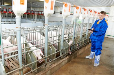 Veterinarian doctor examining pigs at a pig farm clipart