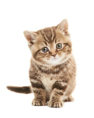 Britanya ile ilgili stenografi kedi kedi izole