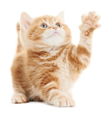 British playing kitten cat isolated clipart