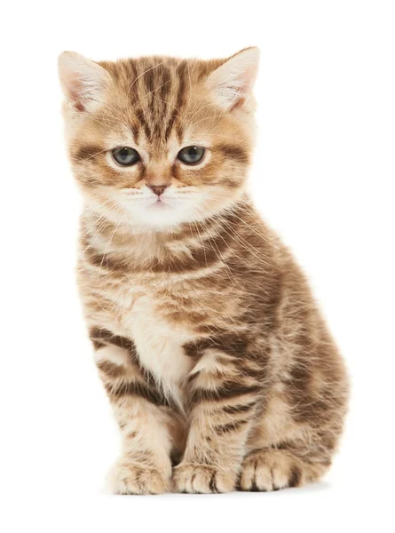 分離されたブリティッシュショートヘア子猫猫 — ストック写真