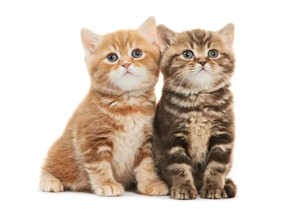 Δύο Βρεταννόs στενογραφία γάτα γατάκι απομονωθεί — Φωτογραφία Αρχείου