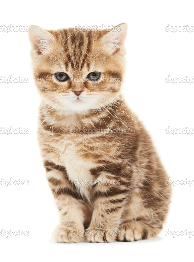 British Shorthair Kitten Cat Isolated Stock Photo C Kalinovsky