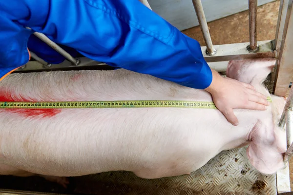 Médico veterinario examinando cerdos en una granja porcina — Foto de Stock