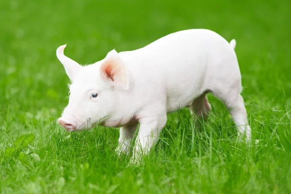 Cerdito joven sobre hierba verde —  Fotos de Stock