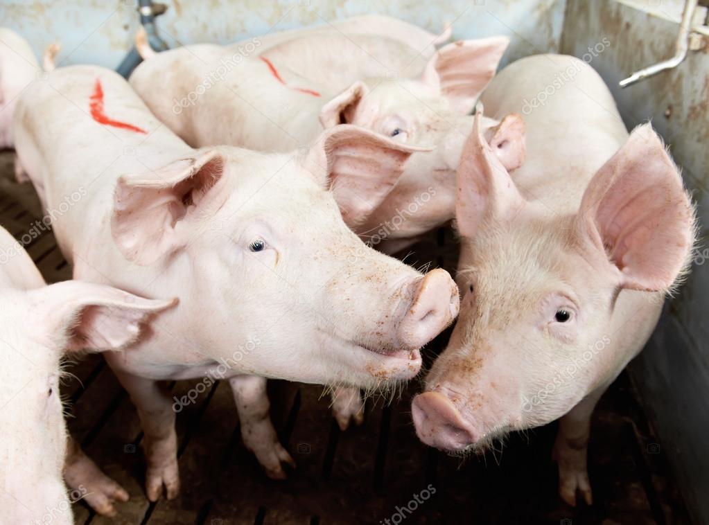 Pigs in shed