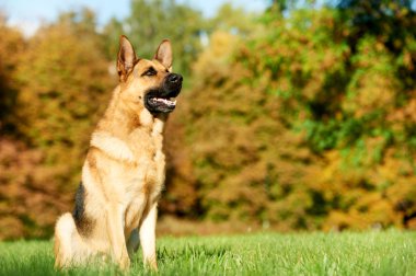 bir Alman çoban köpeği