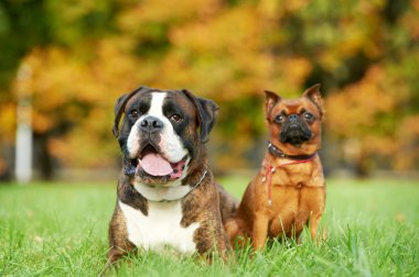 Alman tiger boxer köpek ve petit brabancon griffon