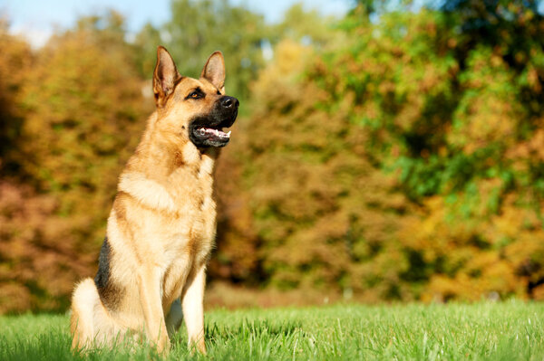 One German Shepherd Dog