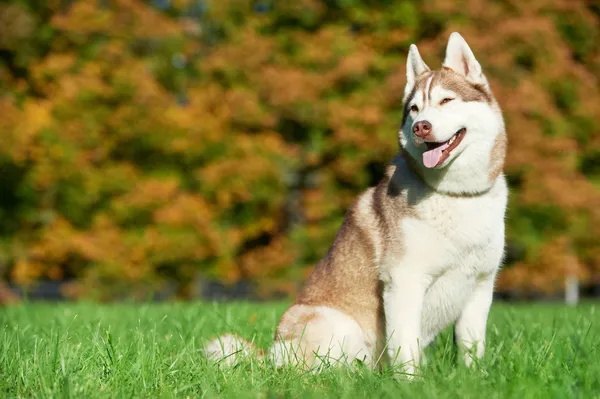 Syberische husky hond bij herfst — Stockfoto