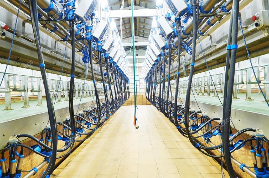 Modern dairy milking system farm ⬇ Stock Photo, Image by © kalinovsky
