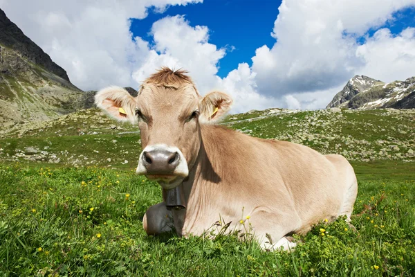Brown cow on green grass pasture — Stock Photo, Image