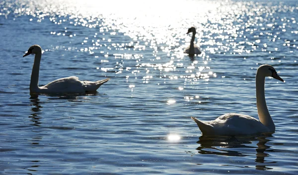 Лебедь на солнечном озере в Италии — стоковое фото