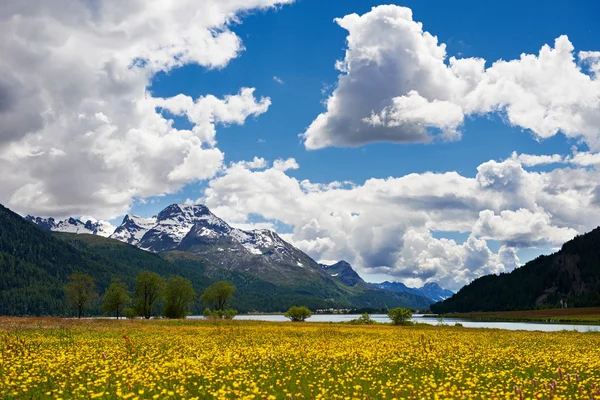 山の花のフィールドの風景 — ストック写真
