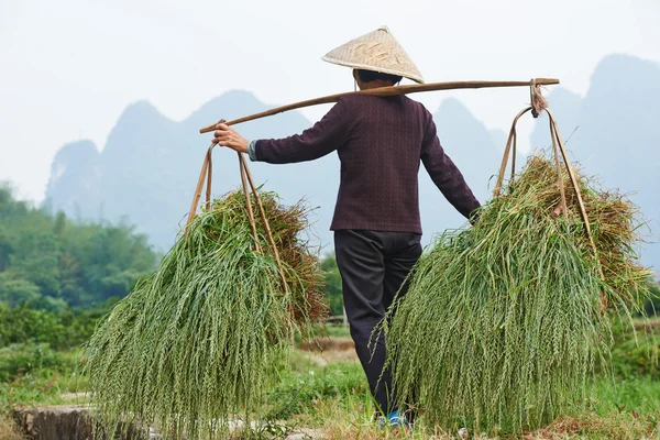 Campesino agrícola chino — Foto de Stock