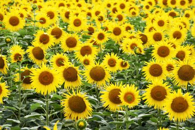 Ayçiçeği tarlası