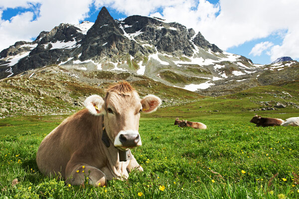 Brown cow on green grass pasture