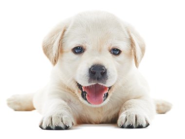 Beyaz labrador yavrusu