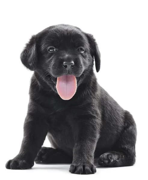 Czarny pies szczeniak labrador — Zdjęcie stockowe