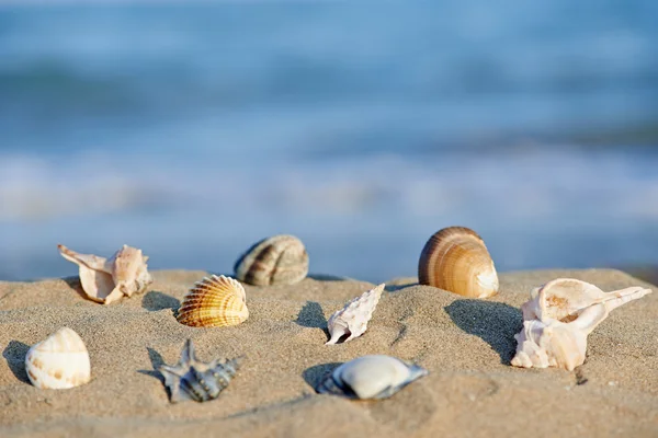 Muscheln am Strand — Stockfoto