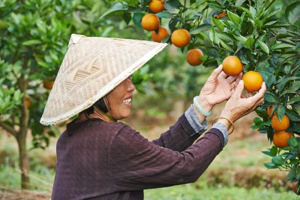 Chinese agricultural farm worker — Stock Photo, Image