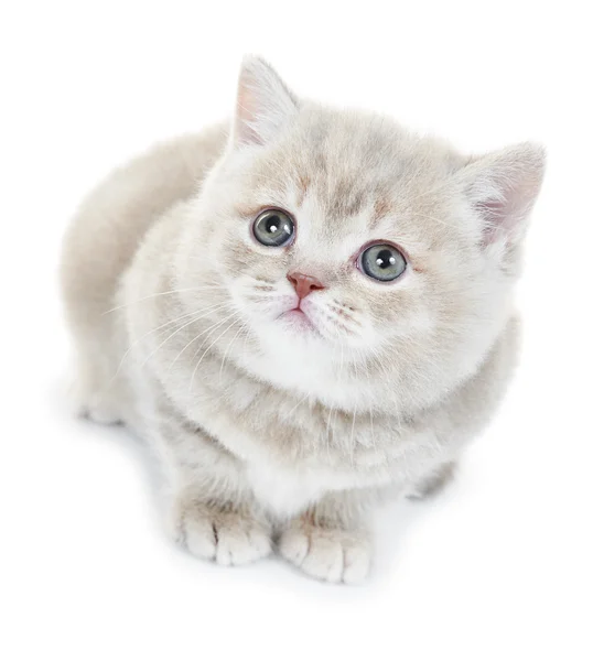 Britânico gatinho Shorthair gato isolado — Fotografia de Stock