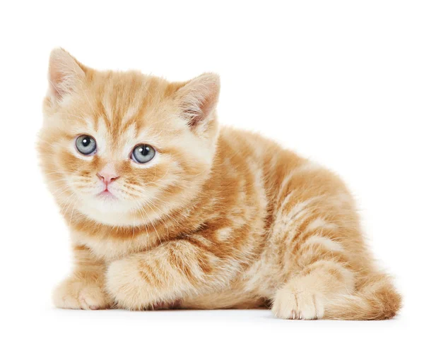 British Shorthair kitten cat isolated — Stock Photo, Image