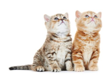 Britanya ile ilgili stenografi kedi kedi izole